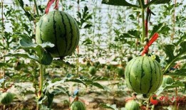 热门大瓜热心的朝阳爆料,朝阳爆料，明星隐私再掀波澜